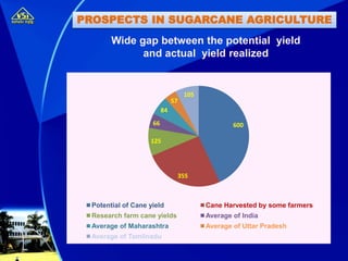 PROSPECTS IN SUGARCANE AGRICULTURE
Wide gap between the potential yield
and actual yield realized
600
355
125
66
84
57
105
Potential of Cane yield Cane Harvested by some farmers
Research farm cane yields Average of India
Average of Maharashtra Average of Uttar Pradesh
Average of Tamilnadu
 