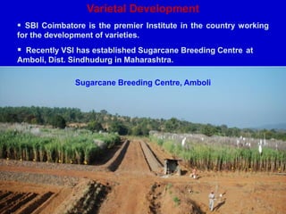 Varietal Development
 SBI Coimbatore is the premier Institute in the country working
for the development of varieties.
 Recently VSI has established Sugarcane Breeding Centre at
Amboli, Dist. Sindhudurg in Maharashtra.
Sugarcane Breeding Centre, Amboli
 