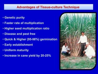 Advantages of Tissue-culture Technique
• Genetic purity
• Faster rate of multiplication
• Higher seed multiplication ratio
• Disease and pest free
• Quick & Higher (95-98%) germination
• Early establishment
• Uniform maturity
• Increase in cane yield by 20-25%
 