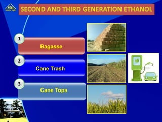1
2
3
Bagasse
Cane Trash
Cane Tops
 