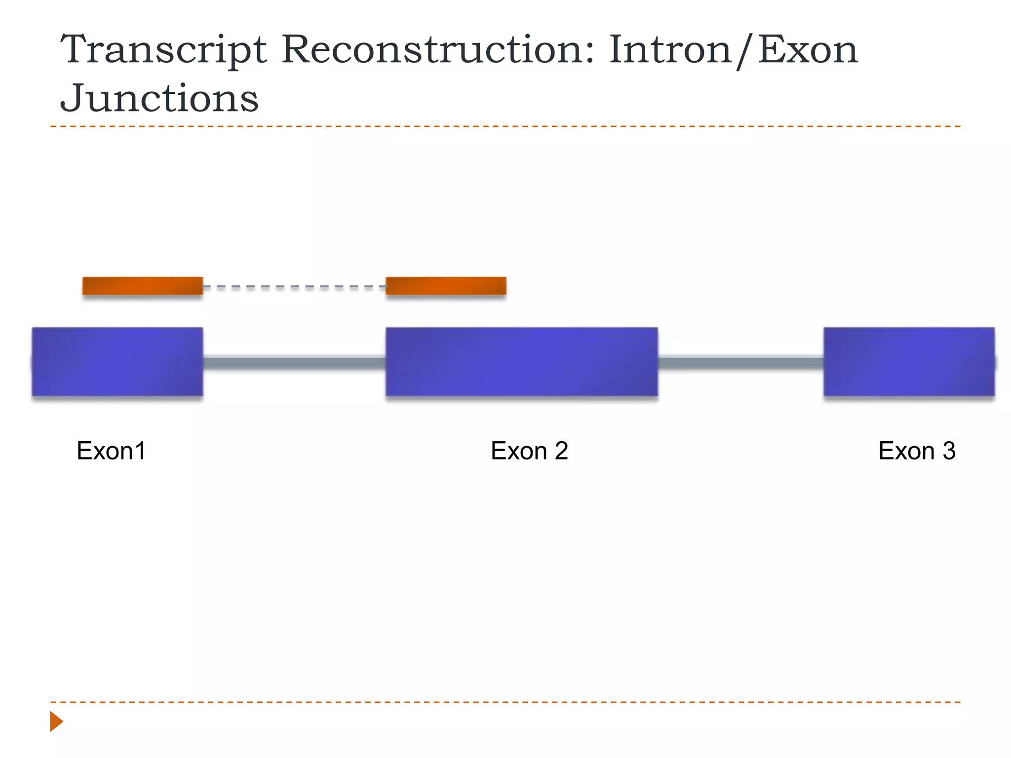 Transcript Reconstruction: Intron/Exon
Junctions




Exon1               Exon 2               Exon 3
 