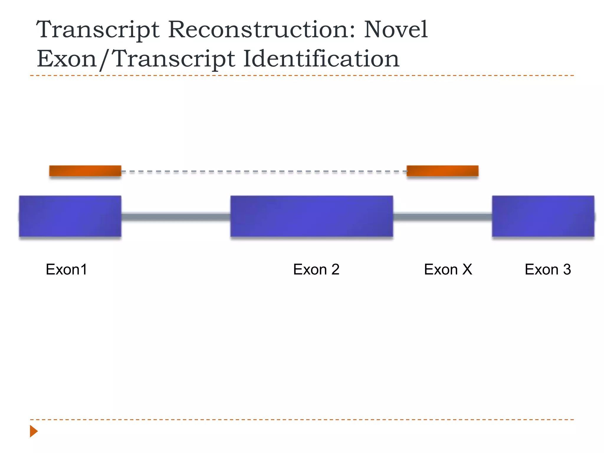 Transcript Reconstruction: Novel
Exon/Transcript Identification




Exon1               Exon 2     Exon X   Exon 3
 
