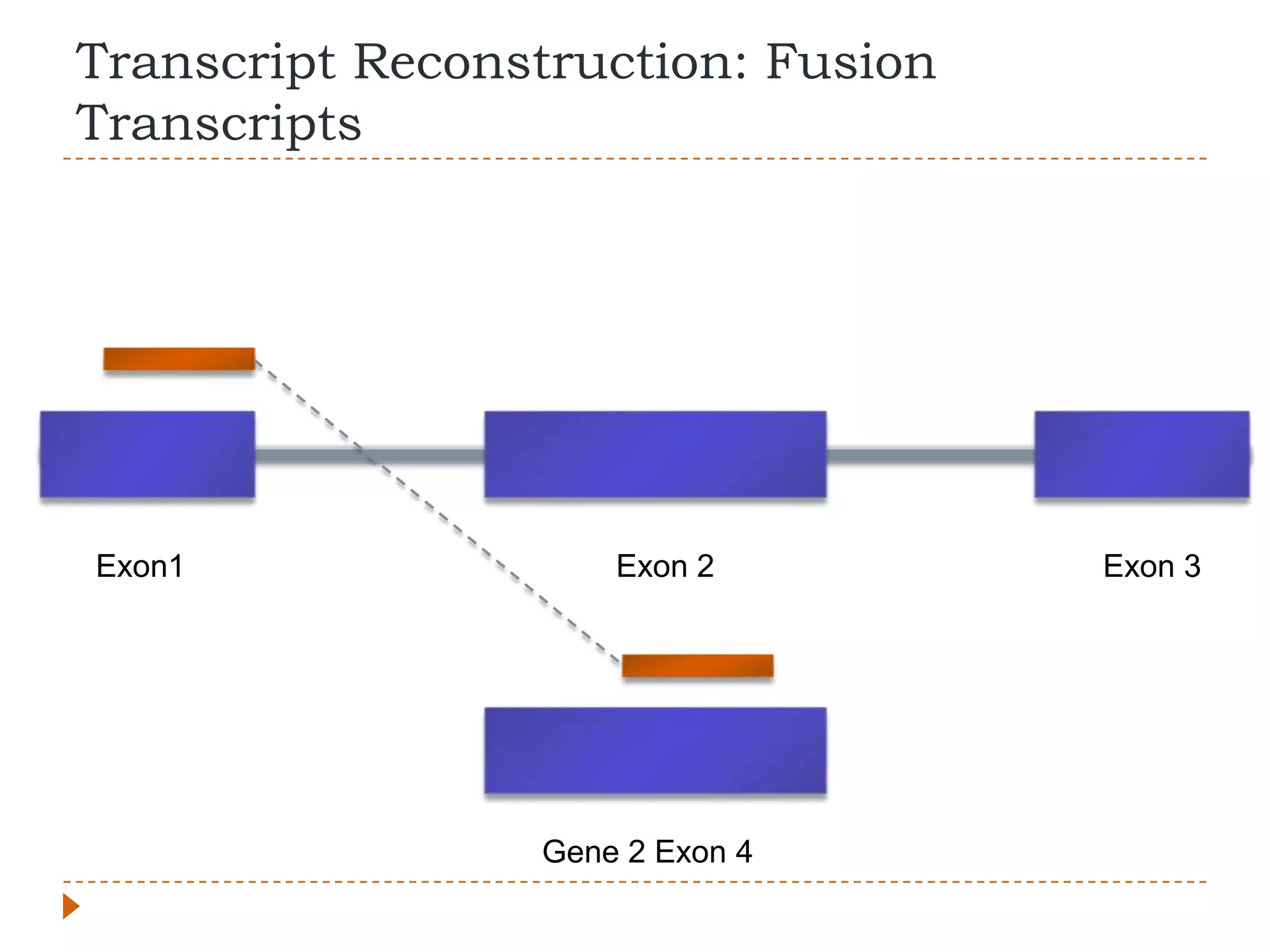 Transcript Reconstruction: Fusion
Transcripts




Exon1                Exon 2         Exon 3




                 Gene 2 Exon 4
 