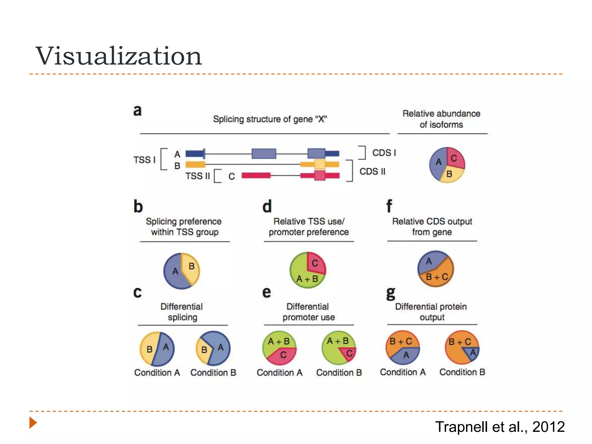 Visualization




                Trapnell et al., 2012
 