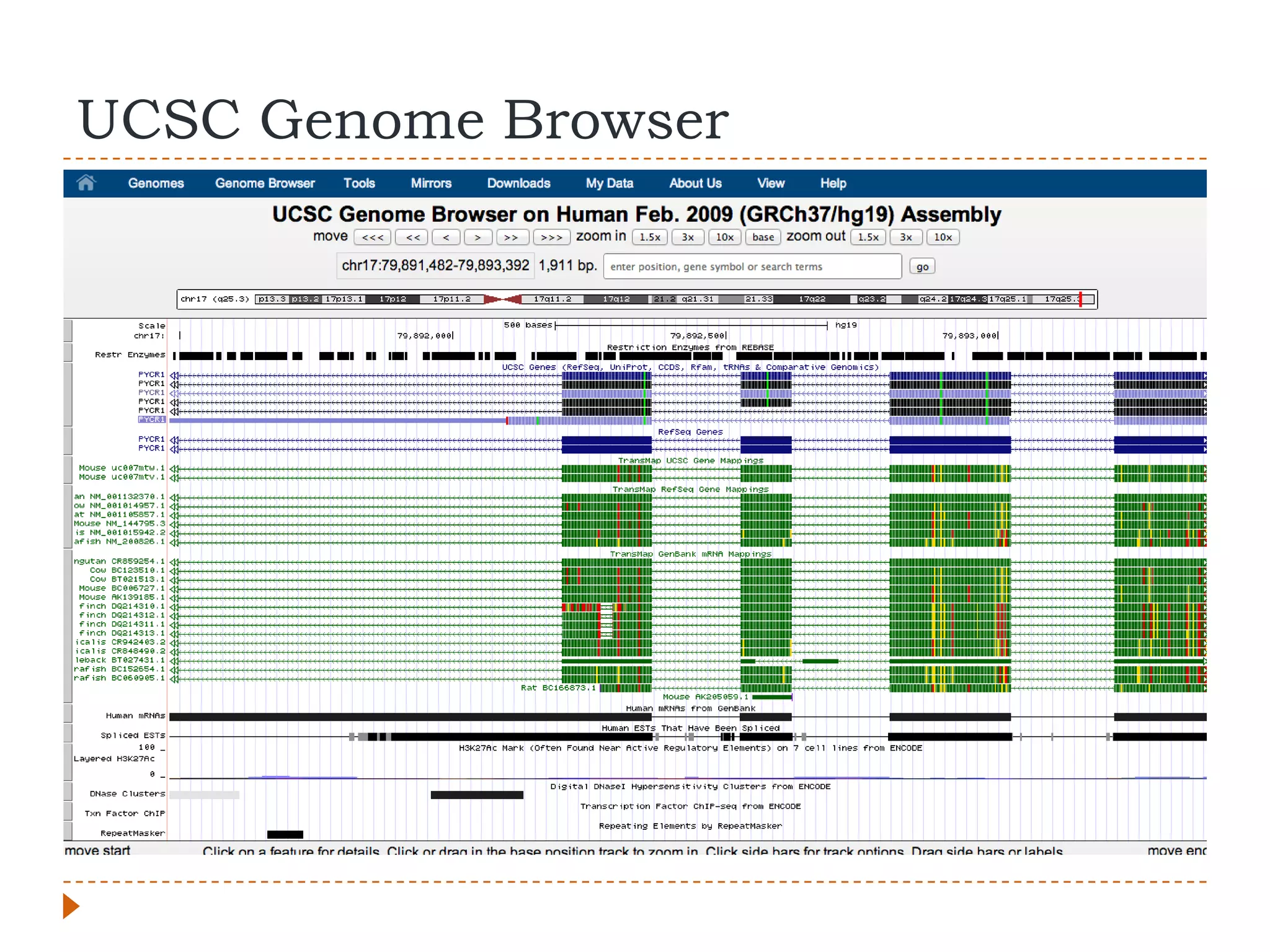 UCSC Genome Browser
 