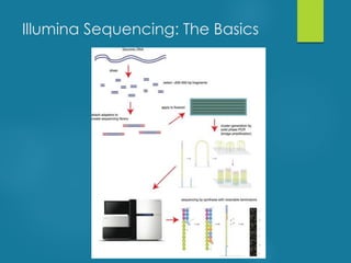 Illumina Sequencing: The Basics
 