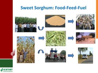Food vs Energy: Crops for Energy