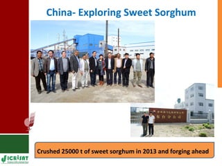 Food vs Energy: Crops for Energy