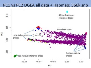 Overview of the Dairy Genetics East Africa (DGEA) project