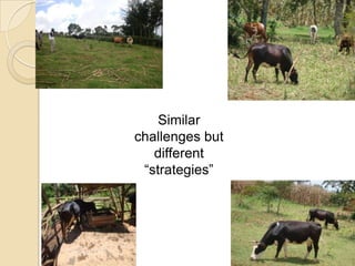 Dairy Genetics East Africa Project Objectives and Sites