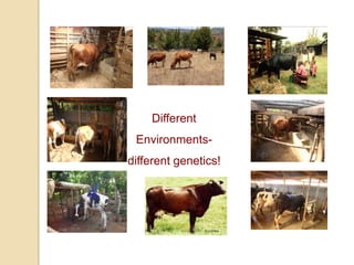 Dairy Genetics East Africa Project Objectives and Sites