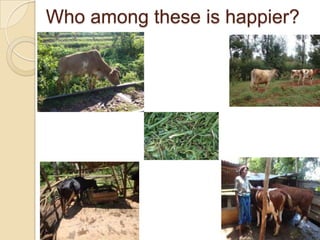 Dairy Genetics East Africa Project Objectives and Sites