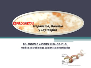 ESPIROQUETAS
DR. ANTONIO VASQUEZ HIDALGO, Ph.D.
Médico Microbiólogo Salubrista Investigador
 