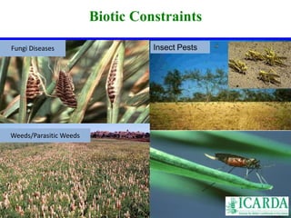 Biotic Constraints 
FungiS Dailsienaisteys Insect Pests 
Weeds/Parasitic Weeds 
 
