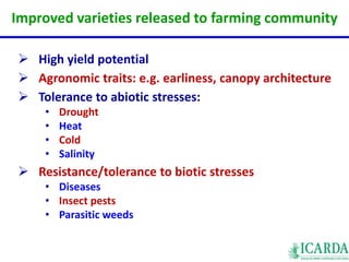 Improved varieties released to farming community 
 High yield potential 
 Agronomic traits: e.g. earliness, canopy architecture 
 Tolerance to abiotic stresses: 
• Drought 
• Heat 
• Cold 
• Salinity 
 Resistance/tolerance to biotic stresses 
• Diseases 
• Insect pests 
• Parasitic weeds 
 