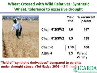 Wheat Crossed with Wild Relatives: Synthetic 
Wheat, tolerance to excessive drought 
Yield 
t/ha 
% recurrent 
parent 
Cham 6*2/SW2 1.6 147 
Cham 6*2/SW2 1.5 138 
Cham-6 1.10 100 
Attila-7 1.3 Parent 
Variety 
Yield of “synthetic derivatives” compared to parents 
under drought stress. (Tel Hadya 2008 -- 211 mm) 
 