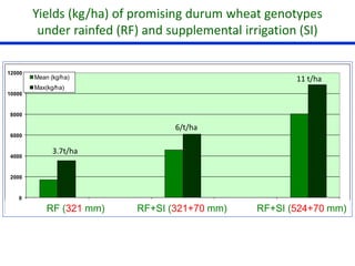 Yields (kg/ha) of promising durum wheat genotypes 
under rainfed (RF) and supplemental irrigation (SI) 
12000 
10000 
8000 
6000 
4000 
2000 
0 
Mean (kg/ha) 
Max(kg/ha) 
Rf (321 mm) Rf+SI (321+70 mm) Fvrbl+SI (524+70 mm) 
RF = Rainfed; SI = Supplemental Irrigation 
11 t/ha 
6/t/ha 
3.7t/ha 
RF (321 mm) RF+SI (321+70 mm) RF+SI (524+70 mm) 
 