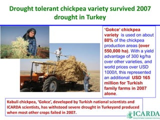 Drought tolerant chickpea variety survived 2007 
drought in Turkey 
‘Gokce’ chickpea 
variety is used on about 
80% of the chickpea 
production areas (over 
550,000 ha). With a yield 
advantage of 300 kg/ha 
over other varieties, and 
world prices over USD 
1000/t, this represented 
an additional USD 165 
million for Turkish 
family farms in 2007 
alone. 
Kabuli chickpea, ‘Gokce’, developed by Turkish national scientists and 
ICARDA scientists, has withstood severe drought in Turkeyand produced 
when most other crops failed in 2007. 
 