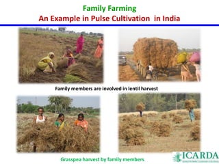 Family Farming 
An Example in Pulse Cultivation in India 
Family members are involved in lentil harvest 
Grasspea harvest by family members 
 