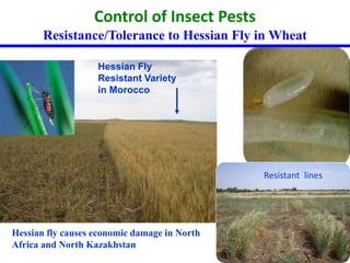Control of Insect Pests 
Resistance/Tolerance to Hessian Fly in Wheat 
Hessian Fly 
Resistant Variety 
in Morocco 
Hessian fly causes economic damage in North 
Africa and North Kazakhstan 
Resistant lines 
 
