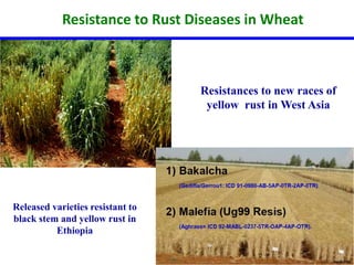 Resistance to Rust Diseases in Wheat 
Released varieties resistant to 
black stem and yellow rust in 
Ethiopia 
Resistances to new races of 
yellow rust in West Asia 
 