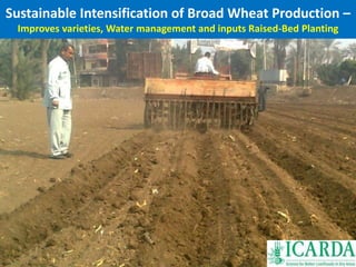 Sustainable Intensification of Broad Wheat Production – 
Improves varieties, Water management and inputs Raised-Bed Planting 
 