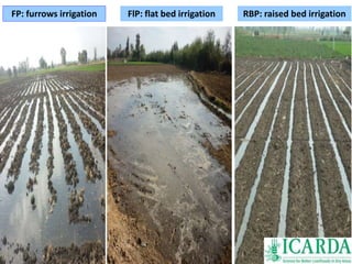 FP: furrows irrigation FlP: flat bed irrigation RBP: raised bed irrigation 
 