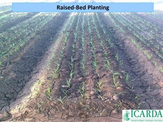 Raised-Bed Planting 
 