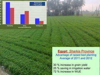 9 
8 
7 
6 
5 
4 
3 
2 
1 
0 
Yield (t/ha) Water 
consumption(000m3/ha) 
Raised bed 
Flat surface 
WUE(kg/m3) 
Egypt: Sharkia Province 
Advantage of raised bed planting 
Average of 2011 and 2012 
30 % increase in grain yield 
25 % saving in irrigation water 
72 % increase in WUE 
 