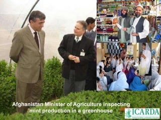 Afghanistan Minister of Agriculture inspecting 
mint production in a greenhouse 
 