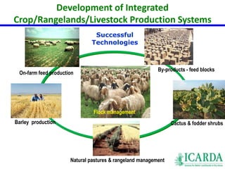 Development of Integrated 
Crop/Rangelands/Livestock Production Systems 
By-products - feed blocks 
On-farm feed production 
Successful 
Technologies 
Flock management 
Barley production Cactus & fodder shrubs 
Natural pastures & rangeland management 
 