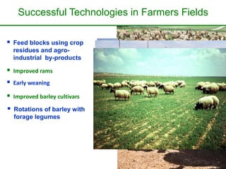 Successful Technologies in Farmers Fields 
 Feed blocks using crop 
residues and agro-industrial 
by-products 
 Improved rams 
 Early weaning 
 Improved barley cultivars 
 Rotations of barley with 
forage legumes 
 