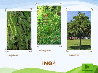 Ingazeiro 
Pitangueira 
Limoeiro 
INGÁ 
 