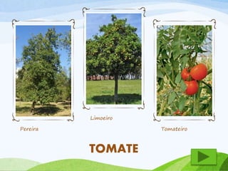 Pereira 
Limoeiro 
Tomateiro 
TOMATE 
 