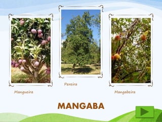 Mangueira 
Pereira 
Mangabeira 
MANGABA 
 