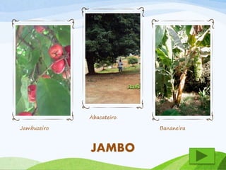 Jambuzeiro 
Abacateiro 
Bananeira 
JAMBO 
 