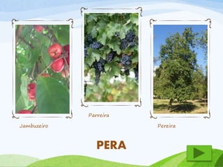 Jambuzeiro 
Parreira 
Pereira 
PERA 
 