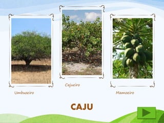 Umbuzeiro 
Cajueiro 
Mamoeiro 
CAJU 
 