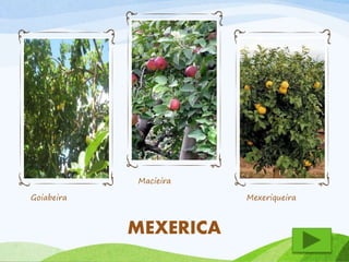 Goiabeira 
Macieira 
Mexeriqueira 
MEXERICA 
 