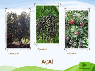Laranjeira 
Açaizeiro 
Macieira 
AÇAÍ 
 