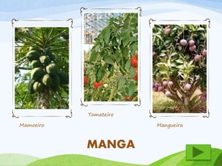 Mamoeiro 
Tomateiro 
Mangueira 
MANGA 
 
