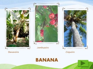 Bananeira 
Jambuzeiro 
Coqueiro 
BANANA 
 