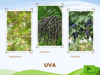 Sapotizeiro 
Açaizeiro 
Parreira 
UVA 
 