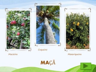 Macieira 
Coqueiro 
Mexeriqueira 
MAÇÃ 
 