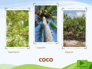 Sapotizeiro 
Coqueiro 
Cajueiro 
COCO 
 