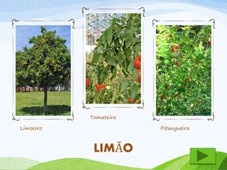 Limoeiro 
Tomateiro 
Pitangueira 
LIMÃO 
 