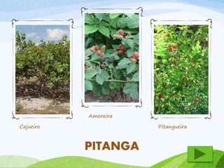 Cajueiro 
Amoreira 
Pitangueira 
PITANGA 
 