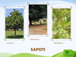 Limoeiro 
Abacateiro 
Sapotizeiro 
SAPOTI 
