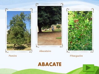 Pereira 
Abacateiro 
Pitangueira 
ABACATE 
 