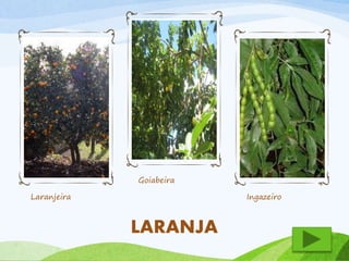 Laranjeira 
Goiabeira 
Ingazeiro 
LARANJA 
 
